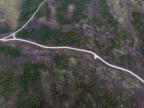 Aerial view of Glen Tromie featuring vibrant purple heather in bloom, scattered evergreen trees, and winding forestry tracks, Kingussie, Scotland, United Kingdom.