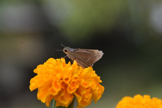 Skipper butterfly