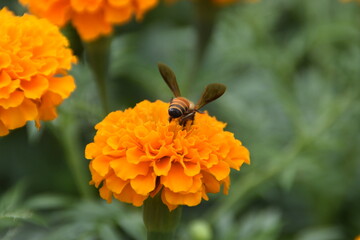Honey bee extracting nectar from plant © Shankar