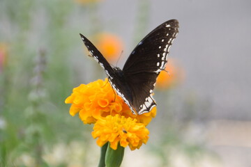 swallow tail butterfly © Shankar
