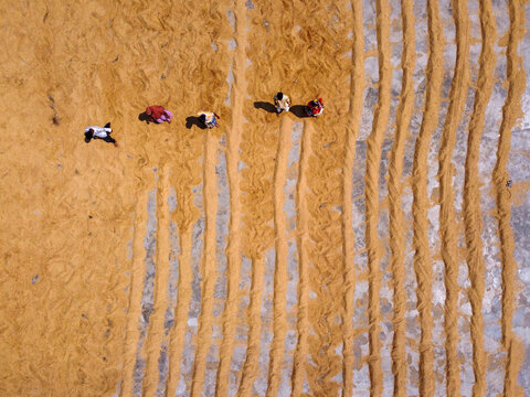 Aerial view of workers spreading harvested rice to dry in long rows on the ground in Dhaka, Bangladesh.