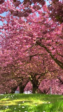 Cherry blossoms bloom in spring at the park with green grass and bright sky