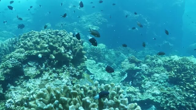 Gentle currents allow for a slow glide over a colorful coral garden in the Banda Sea, revealing a lively underwater world filled with diverse fish and stunning marine life.