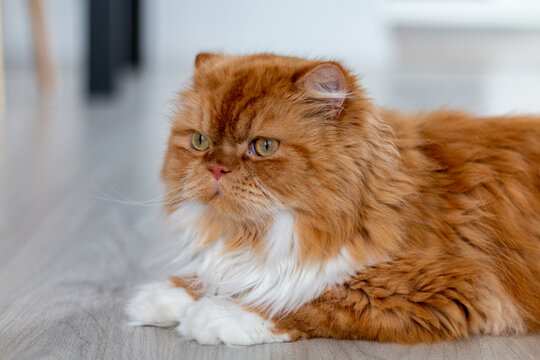 Gato persa