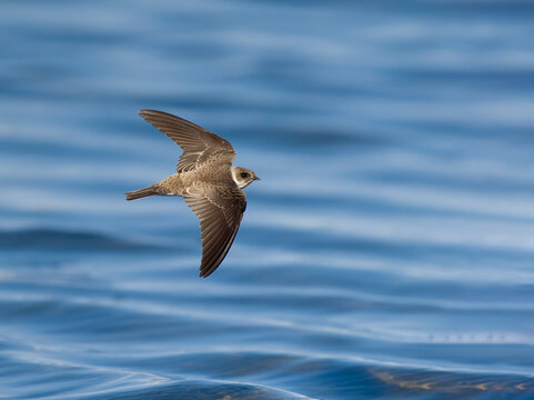 Sand martin, Riparia riparia