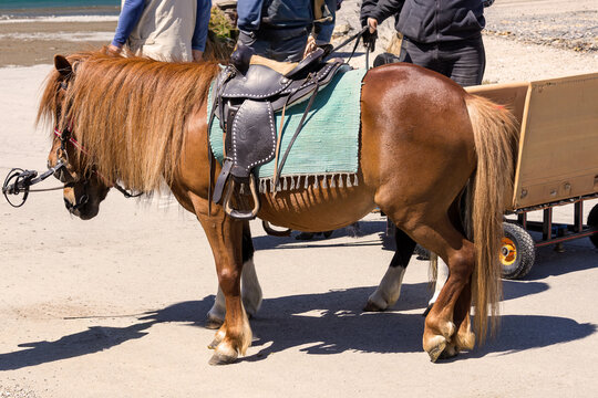 Small pony horse with leather saddle outside in countryside