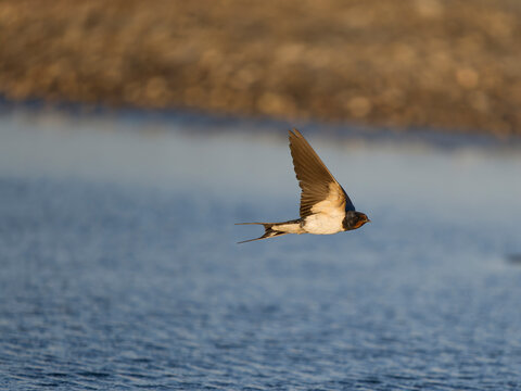 Swallow, Hirundo rustica