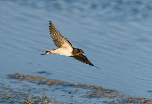 Swallow, Hirundo rustica