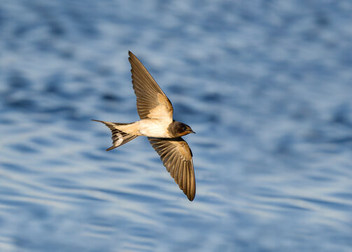 Swallow, Hirundo rustica