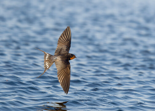 Swallow, Hirundo rustica