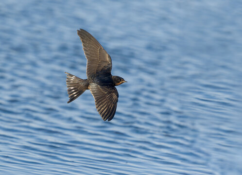 Swallow, Hirundo rustica