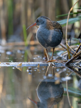 Water rail, Rallus aquaticus