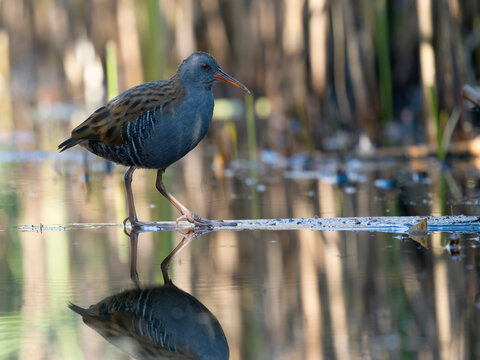 Water rail, Rallus aquaticus