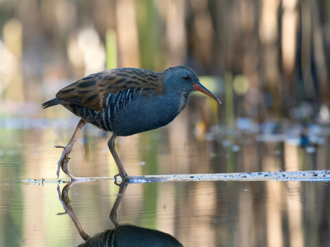 Water rail, Rallus aquaticus