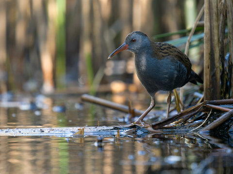 Water rail, Rallus aquaticus