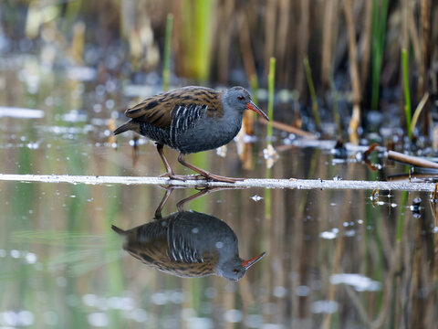 Water rail, Rallus aquaticus