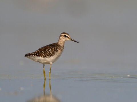 Wood sandpiper, Tringa glareola