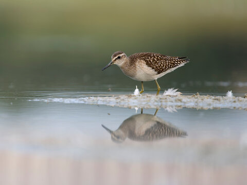 Wood sandpiper, Tringa glareola
