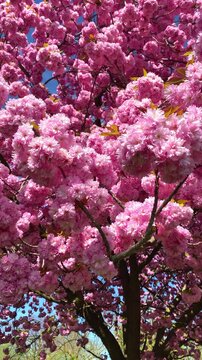 Cherry blossoms bloom in springtime near a park with bright blue sky