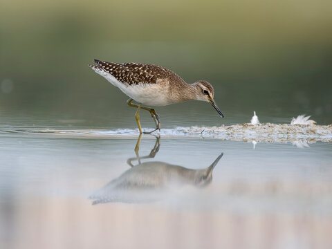 Wood sandpiper, Tringa glareola