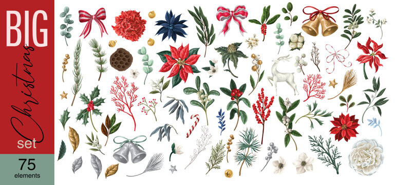 Christmas Elements Isolated Big Set with Poinsettias Bows Bells Botanical Holiday Clipart Collection