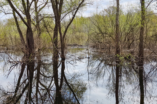 Trees surround a still wetland with water reflecting the branches and sky during the spring season. New leaves emerge as nature wakes up again