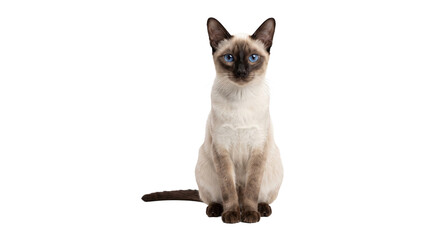 Siamese cat with striking blue eyes sits elegantly, exuding grace and sophistication for animal lovers or pet products. © Isolated_png