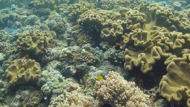 Video shows various coral structures and marine life in tropical reef environment. Colorful corals and fish are visible. Observation takes place during daylight hours, allowing for clear views.