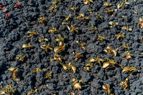 cultivated land with young sprouts