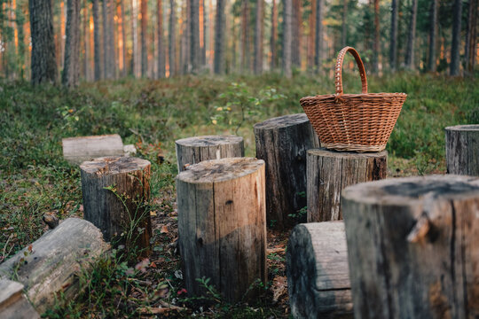 Empty wicker basket resting on a wooden stump among cut logs in a pine forest, ready for seasonal mushroom picking and traditional wild food foraging