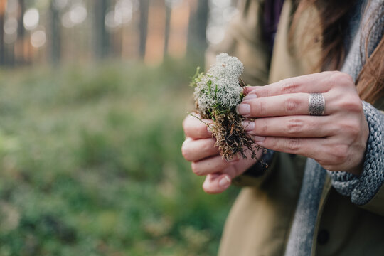 Woman examining reindeer lichen and moss in her hands while exploring a forest ecosystem