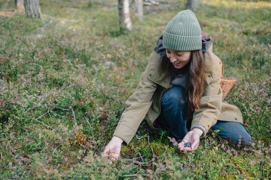 Woman picking wild berries by hand in a forest and holding the fresh harvest in her palm, gathering seasonal wild food during autumn berry picking season