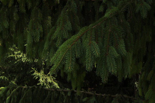 Bright fir branches close-up all over image. Dark green spruce background. Many needles. Beautiful evergreen trees forest. Plant texture. Photo for essential oil, candles, flavoring agent packaging