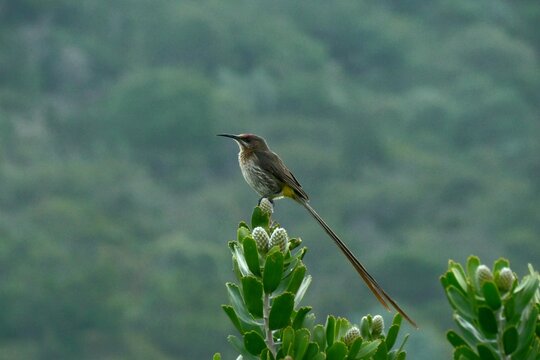 Promerops cafer, bird on a branch