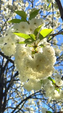 Cherry blossoms bloom in spring under a clear blue sky