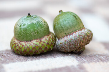 Close up of Northern red oak acorns with textured caps arranged on natural surfaces during autumn showcasing mature tree seeds © Iva