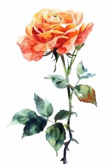 Obraz premium Vibrant watercolor illustration of a blooming orange rose with lush green leaves on a white background