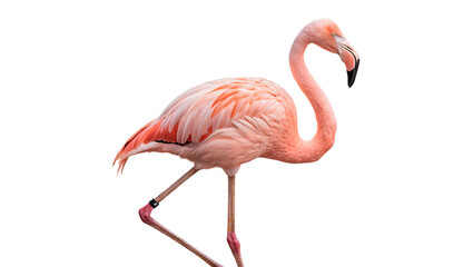 Beautiful pink flamingo standing on one leg isolated on transparent background © Raya Richards