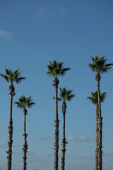 Fototapeta premium Group of green palm trees against a clear blue sky