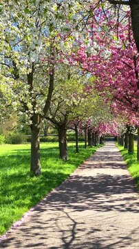 Walking through a colorful park with blooming trees in springtime