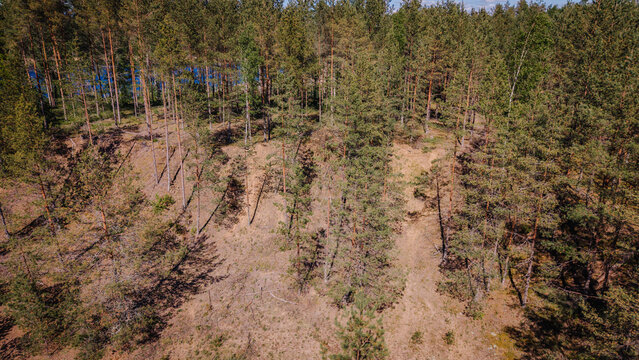 Aerial view of a serene blue lake surrounded by dense pine forests and sandy terrain in Ledurga, Sigulda Municipality, Latvia.