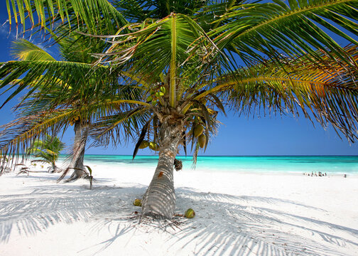 Idyllic Mexican Beach with White Sand and Turquoise Caribbean Sea