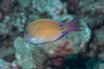 Brown Surgeonfish, also known as Lavender Tang, swimming by the reef near Hawaii © willtu