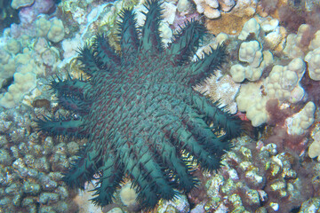 Sea star on the reef near Hawaii © willtu
