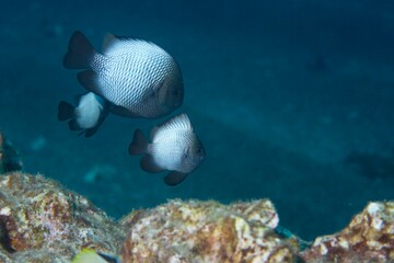 Hawaiian Dascyllus swimming near the reef off of Hawaii © willtu