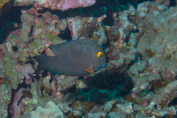 Goldring Surgeonfish along the reef off the coast of Hawaii © willtu