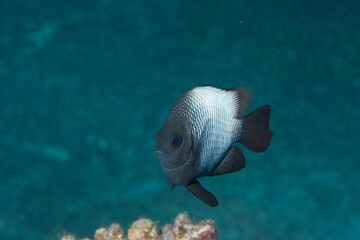 Hawaiian Dascyllus swimming near the reef off of Hawaii © willtu