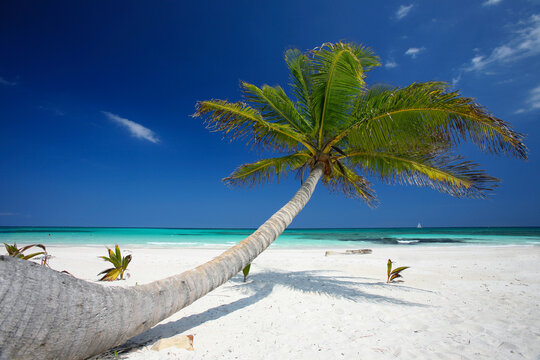 Perfect Summer Vacation on a Beautiful Mexican Palm Beach