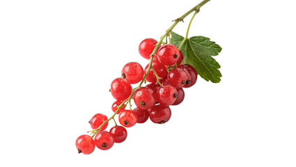 Branch of fresh ripe red currants berries isolated on transparent background © Raya Richards