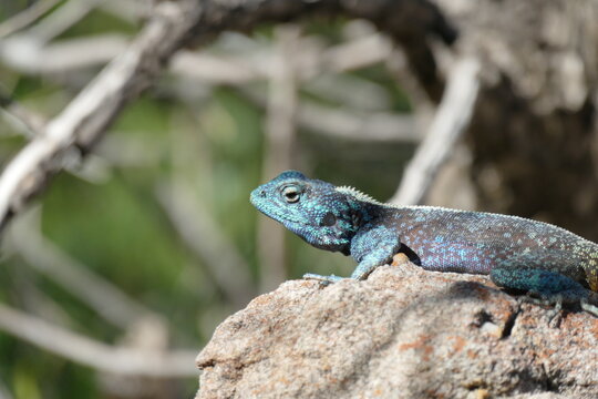 Agama atra, lizard